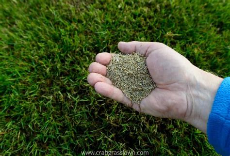 Black Beauty Fall Grass Seed: The Key to a Satisfying Lawn Transformation